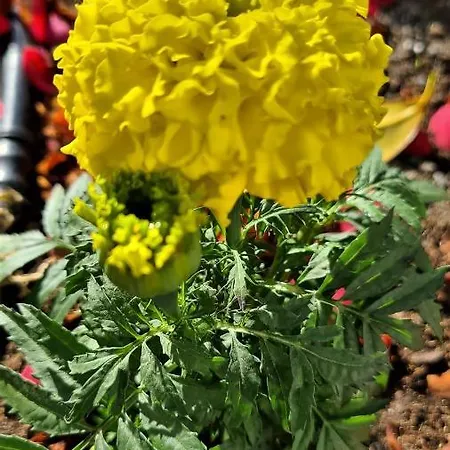 A Forxa Cafeteria Restaurante