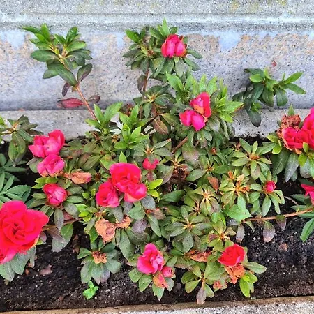 A Forxa Cafeteria Restaurante * A Carballeira