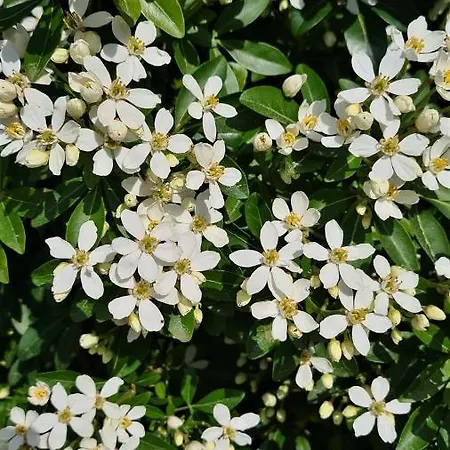 A Forxa Cafeteria Restaurante *
