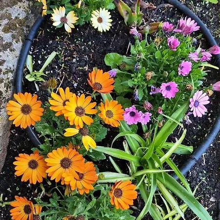 A Forxa Cafeteria Restaurante Hotel A Carballeira
