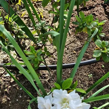 A Forxa Cafeteria Restaurante * A Carballeira