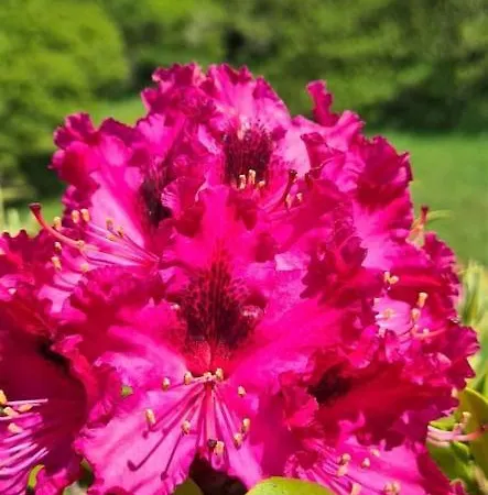 A Forxa Cafeteria Restaurante * A Carballeira