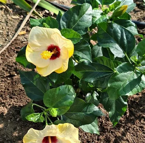 A Forxa Cafeteria Restaurante *