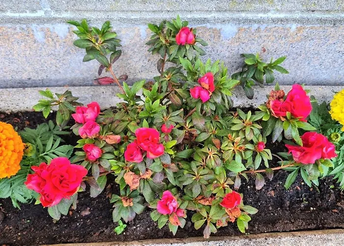 A Forxa Cafeteria Restaurante * A Carballeira