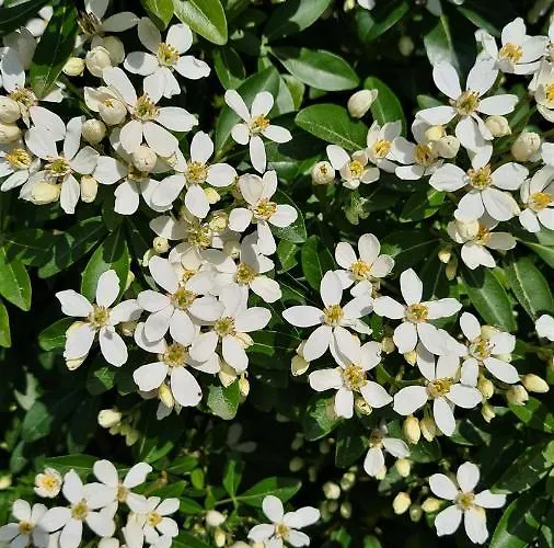 A Forxa Cafeteria Restaurante *
