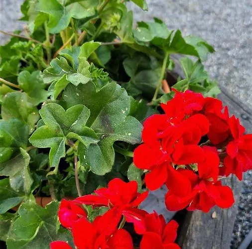 호텔 A Forxa Cafeteria Restaurante A Carballeira
