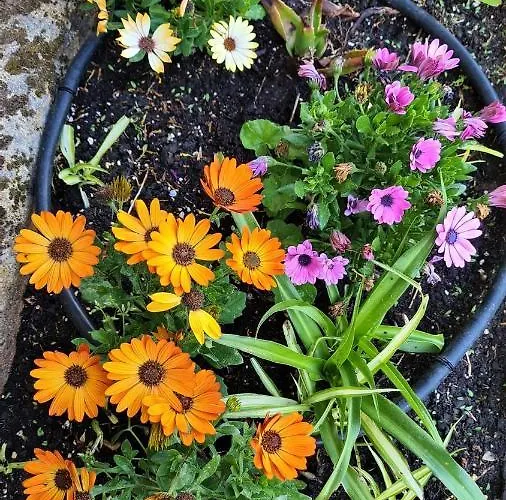 A Forxa Cafeteria Restaurante 호텔 A Carballeira