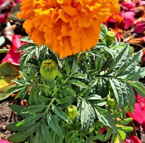 A Forxa Cafeteria Restaurante 호텔