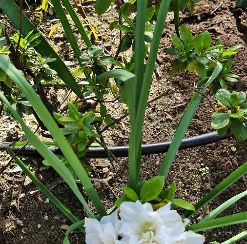 A Forxa Cafeteria Restaurante * A Carballeira