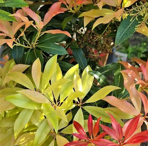 A Forxa Cafeteria Restaurante A Carballeira