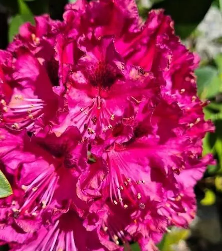 A Forxa Cafeteria Restaurante 호텔 A Carballeira