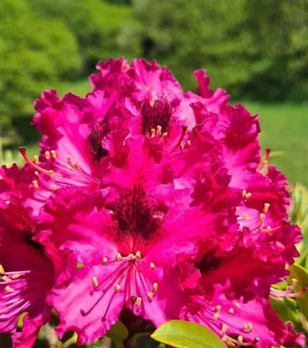 A Forxa Cafeteria Restaurante * A Carballeira